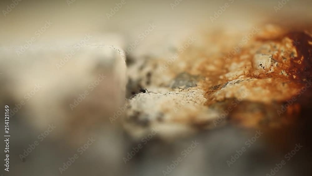 ants crawl on their way in different directions ants crawl on their way in different directions