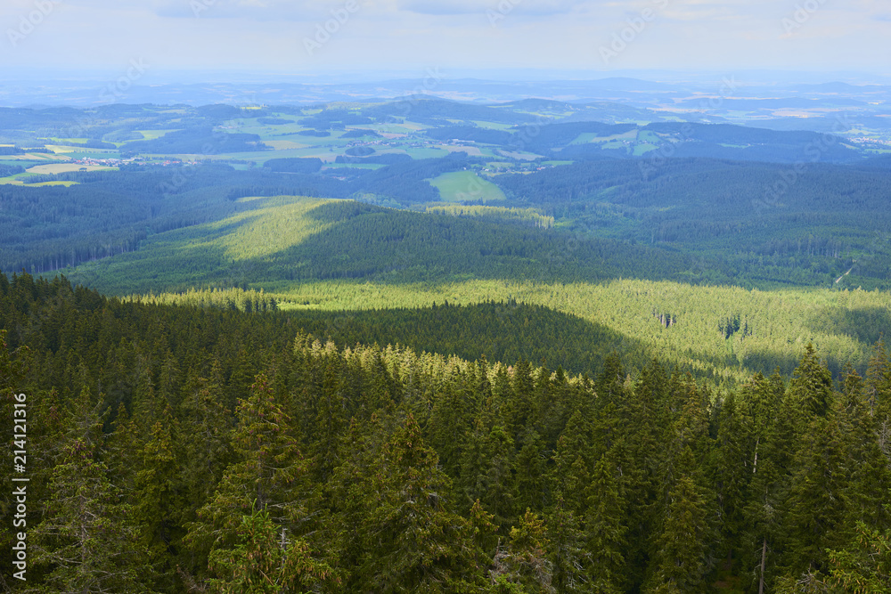 Spruce trees in Sumava (Bohemian Forest) National Park, Czech Republic