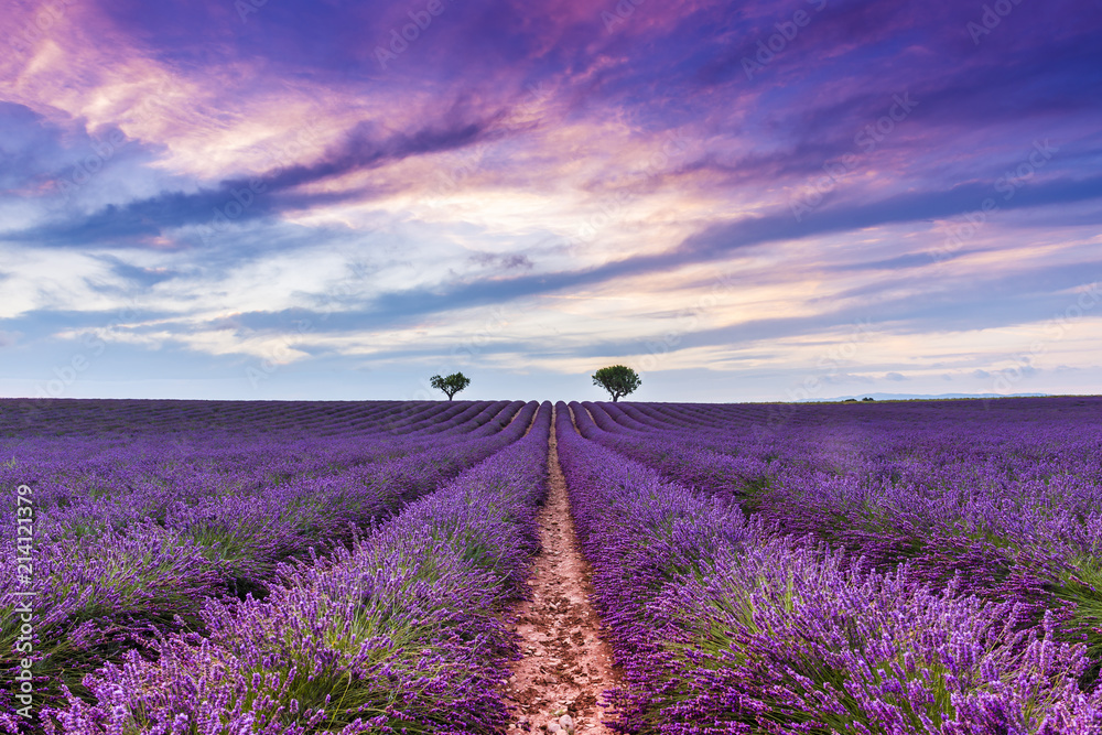 Naklejka premium Zmierzch w lawendowym polu w Valensole w Provence, Francja