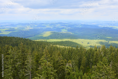 Spruce trees in Sumava (Bohemian Forest) National Park, Czech Republic