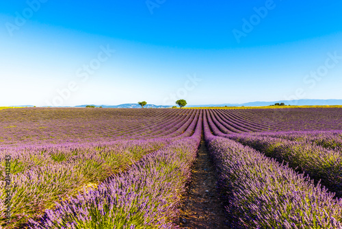 Fototapeta Naklejka Na Ścianę i Meble -  Champ de lavande à Valensole en Provence, France
