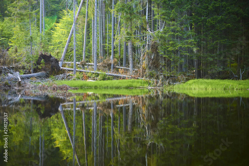  Boubin lake. Reflection of lush green trees of Boubin Primeval Forest  Sumava Mountains  Bohemian Forest National Park   Czech Republic.  