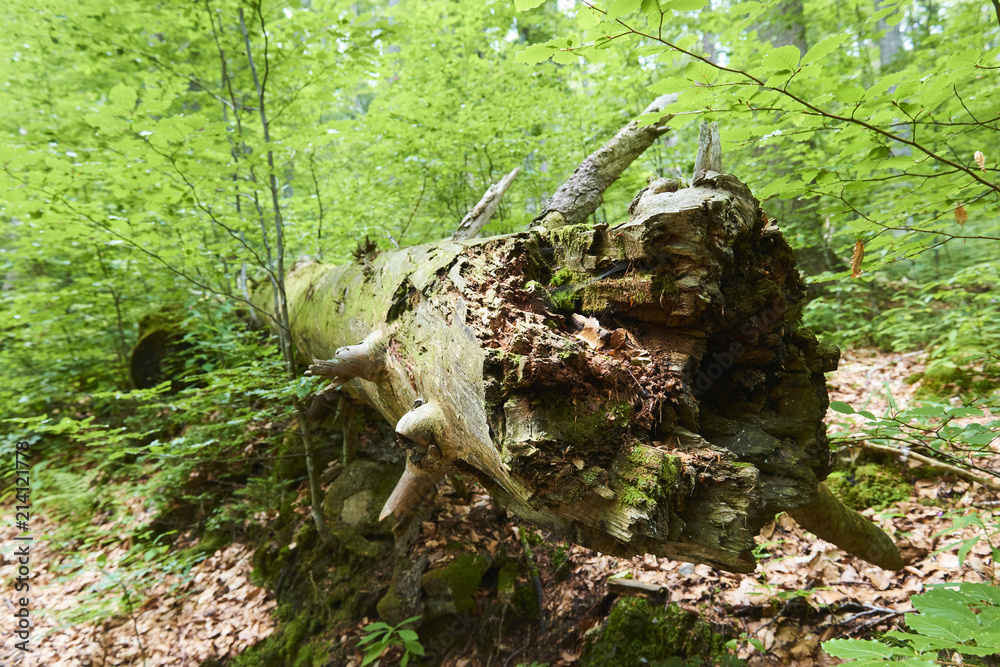 Fototapeta premium Boubin virgin (primeval) forest is the best renowned protected area in the Czech Republic. It is one of the oldest forest reserves in Europe.