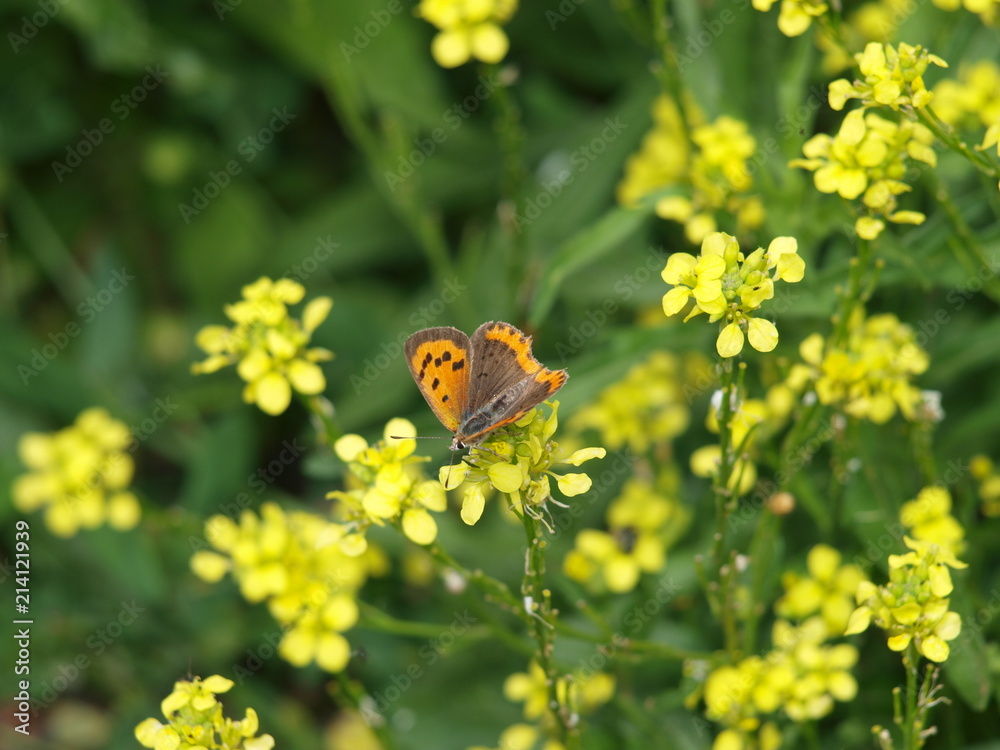 mariposa y flores amarillas
