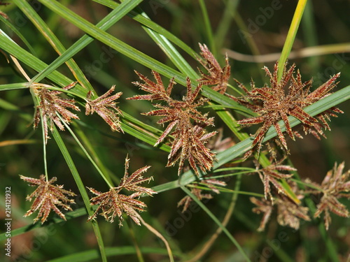 flor de juncia