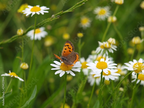 mariposa en campo de margaritas