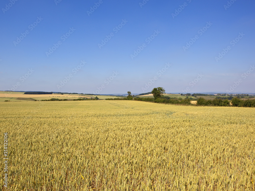 golden wheat fields