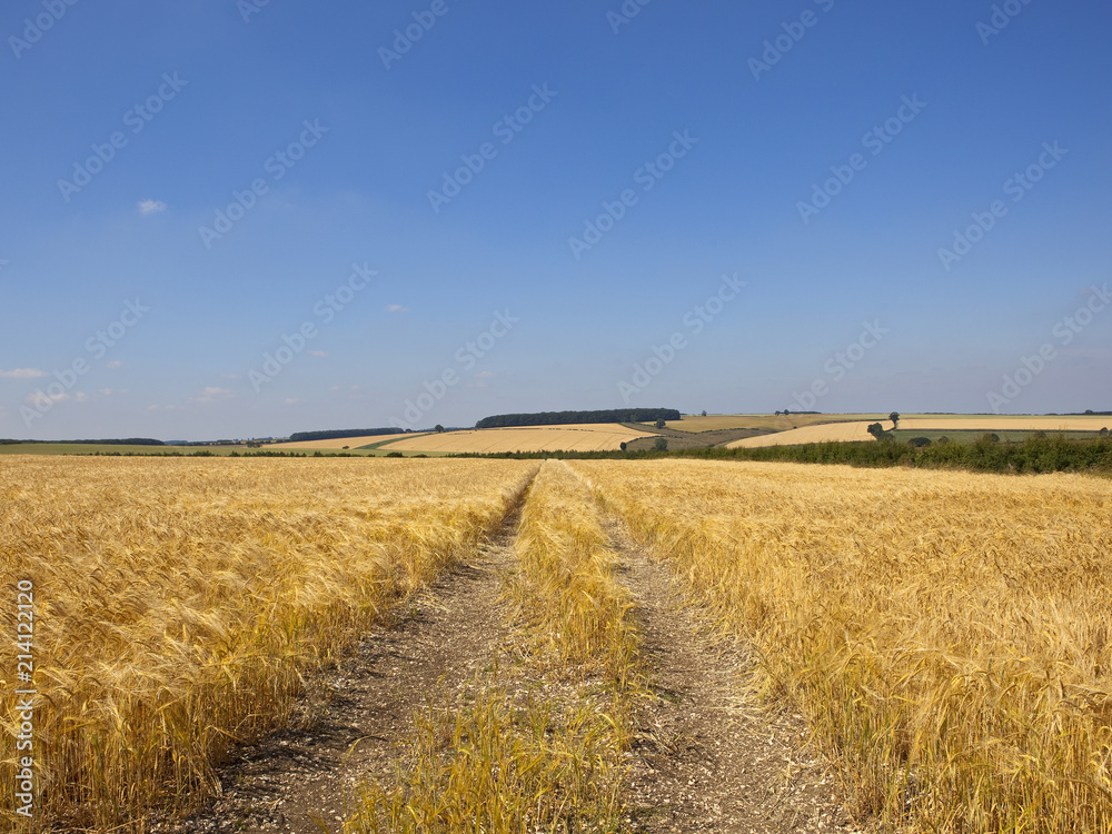 golden barley fields