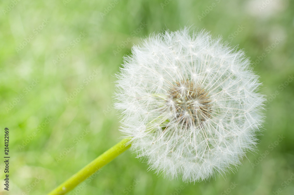 Fototapeta premium dandelion on green grass