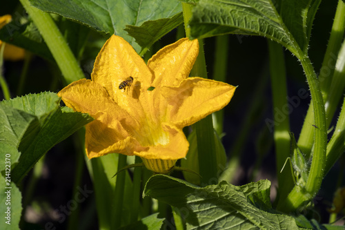 Bright yellow flower of zucchini (courgette)