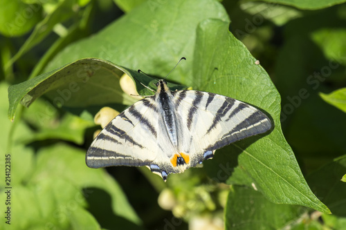 Butterfly sail swallowtail with damaged ends of wings sits on bean leaves (Iphiclides podalirius)