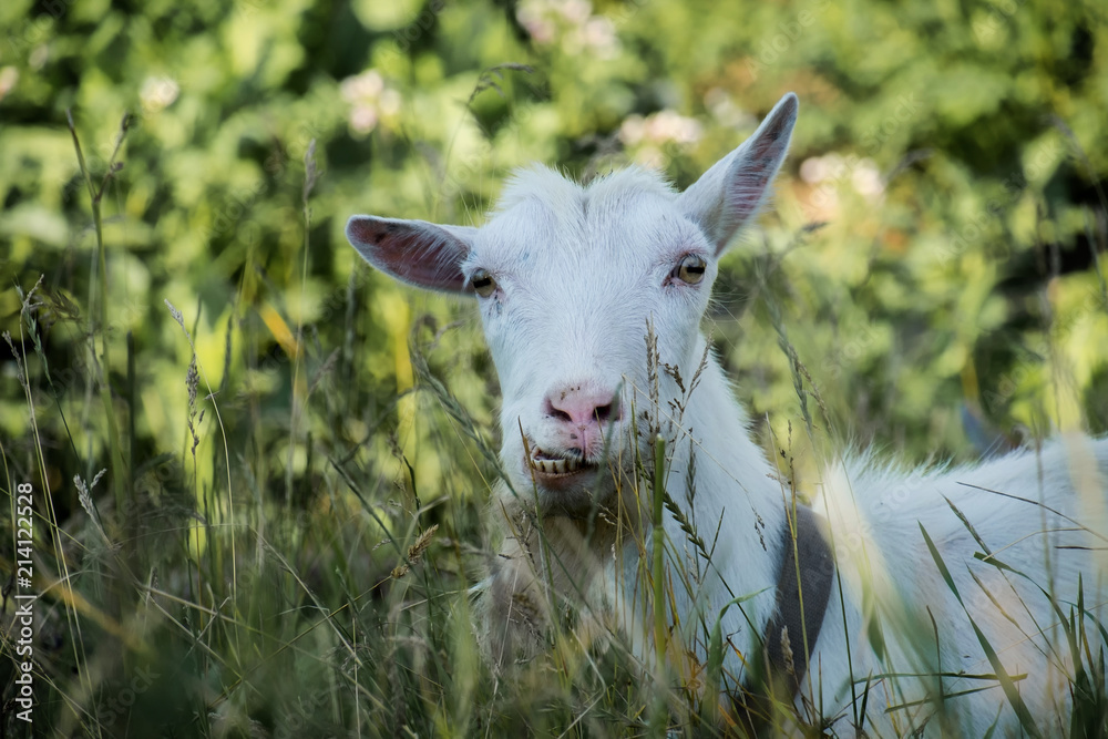 Funniest goat in the village (Capra aegagrus hircus) Funniest goat in the village (Capra aegagrus hircus)