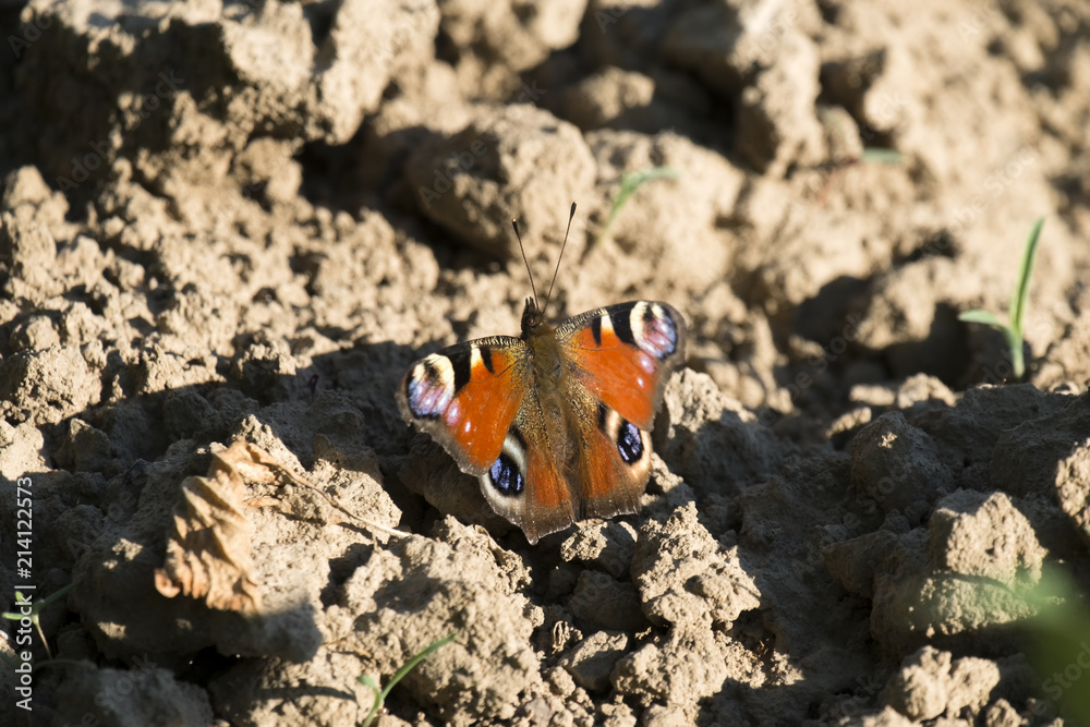 Peacock butterfly sits on the ground (Aglais io) Peacock butterfly sits on the ground (Aglais io)