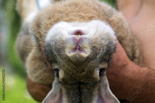 Rabbit enjoys lying on human hands
