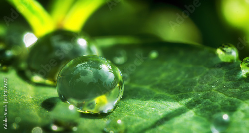 Dew drops on a green leaf