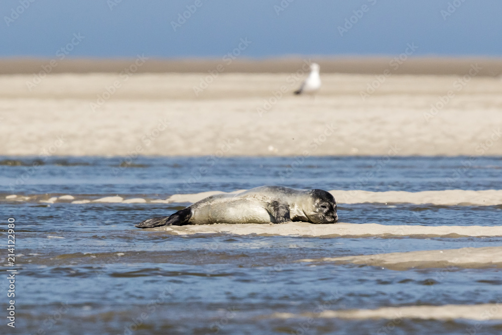 Fototapeta premium seals in Baie de Somme