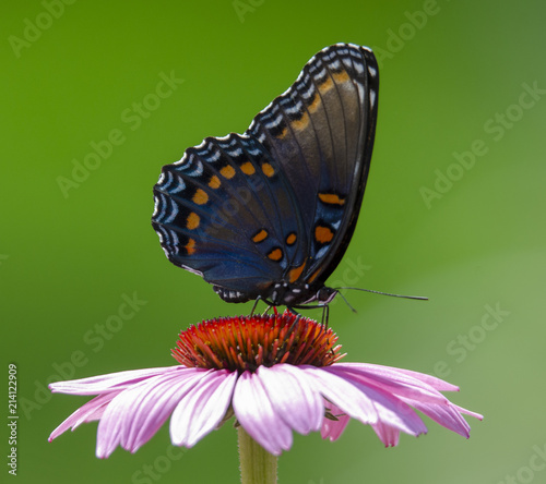 Red-Spotted Purple Admiral2