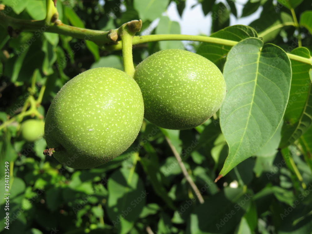 Young green walnuts growing on the branch with leaves. Ripening walnuts close-up