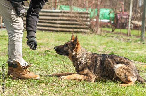 German shepherd puppy training at spring