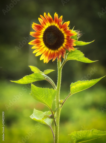 Beautiful large decorative sunflower with big Yellow and red petals