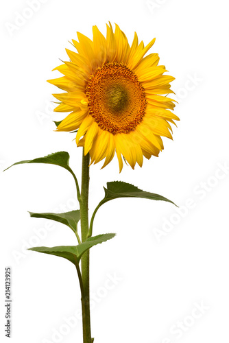 Fototapeta Naklejka Na Ścianę i Meble -  Flower of sunflower isolated on white background. Seeds and oil. Flat lay, top view