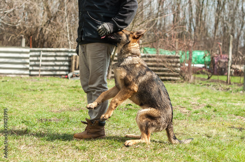 German shepherd puppy training at spring