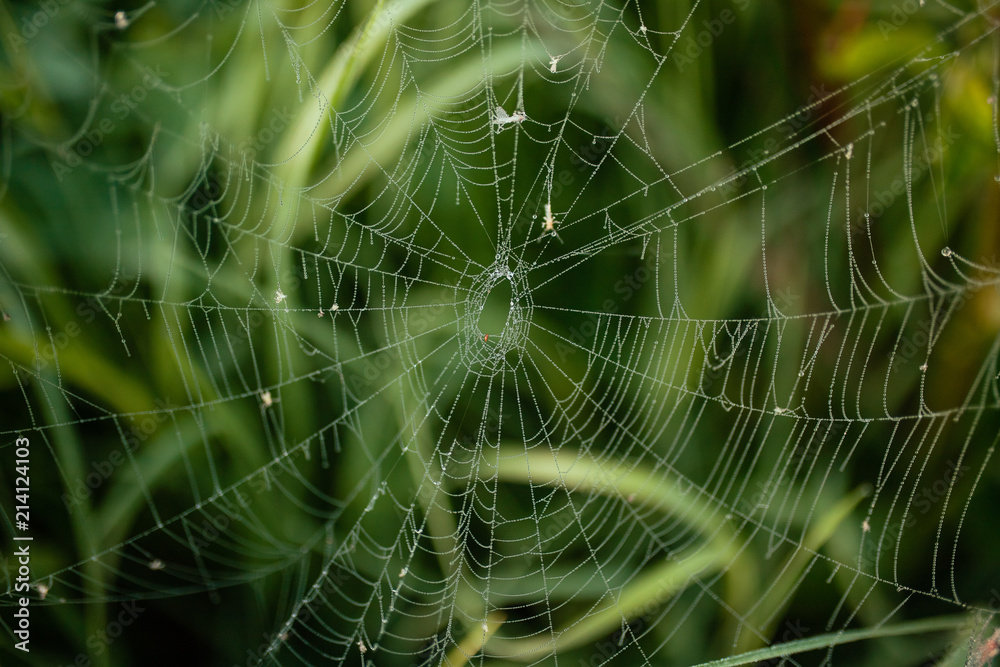 close-up of cobwebs on dry grass foggy autumn morning. close up background. on a background of green grass. Fog on the background of the lake. Foggy morning. Wild nature close-up of cobwebs on dry grass foggy autumn morning. close up background. on a background of green grass. Fog on the background of the lake. Foggy morning. Wild nature
