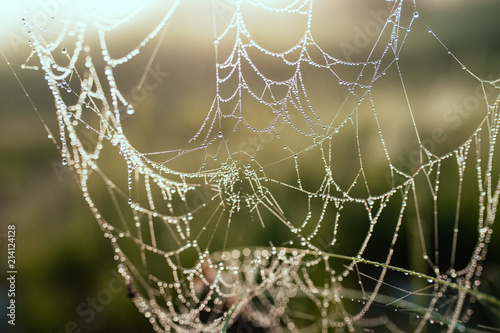 close-up of cobwebs on dry grass foggy autumn morning. close up background. on a background of green grass. Fog on the background of the lake. Foggy morning. Wild nature