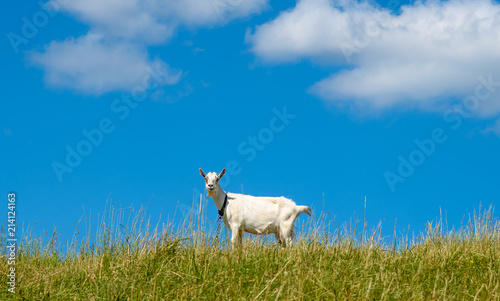 Goat in the pasture. At the top of the hill, against the blue sky.