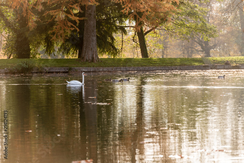 White swan swimming in lake in autumn