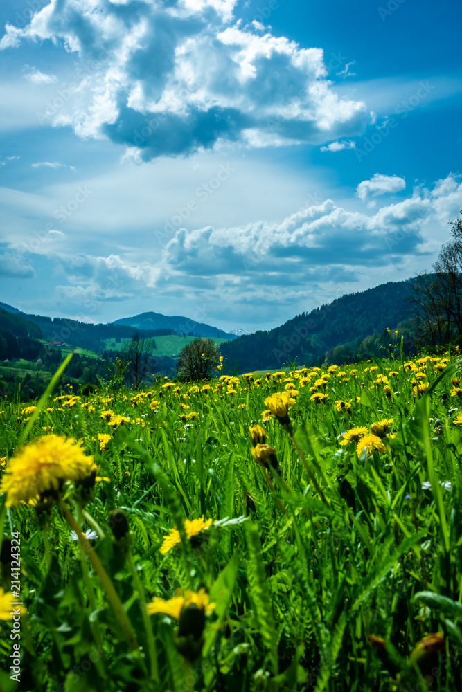 grassland view in the Austrian alps with flowers in the foreground