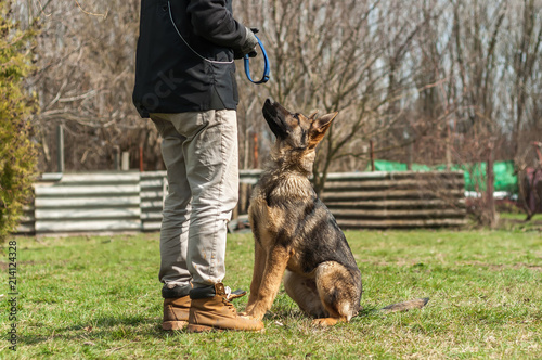 German shepherd puppy training at spring photo