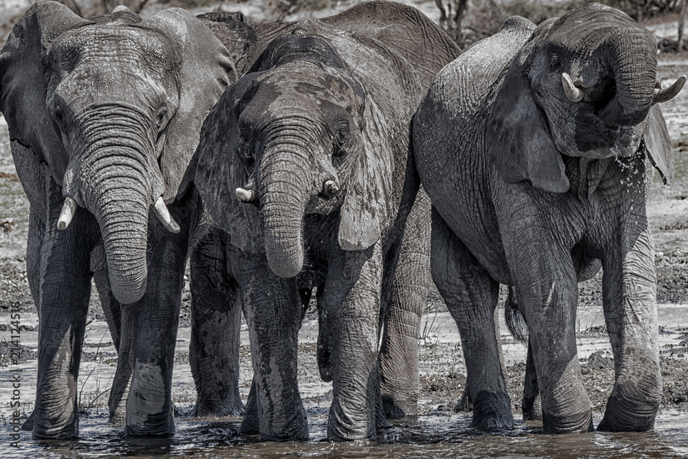Fototapeta premium elephants at waterhole