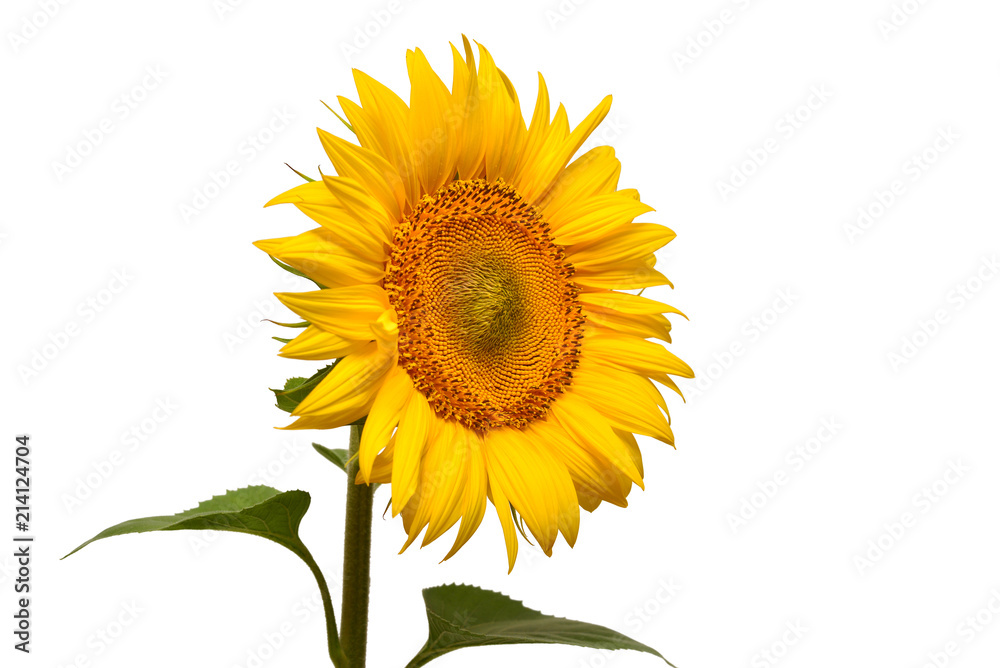 Naklejka premium Flower of sunflower head isolated on white background. Seeds and oil. Flat lay, top view