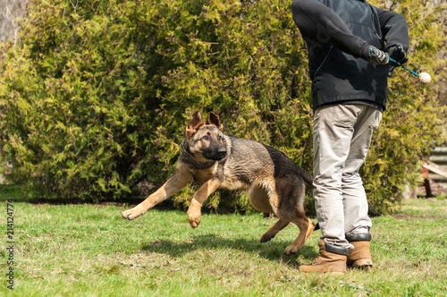 German shepherd puppy training with a ball