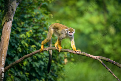 Common squirrel monkey walking on a tree branch © Nick Fox