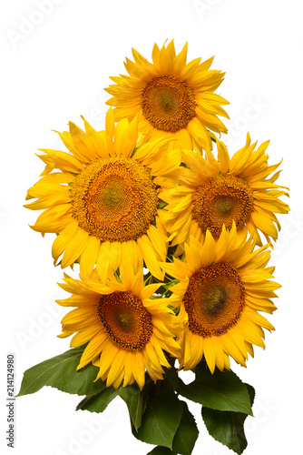 Flower bouquet sunflowers isolated on white background. The seeds and oil. Floral arrangement. Picturesque and conceptual scene. Flat lay  top view