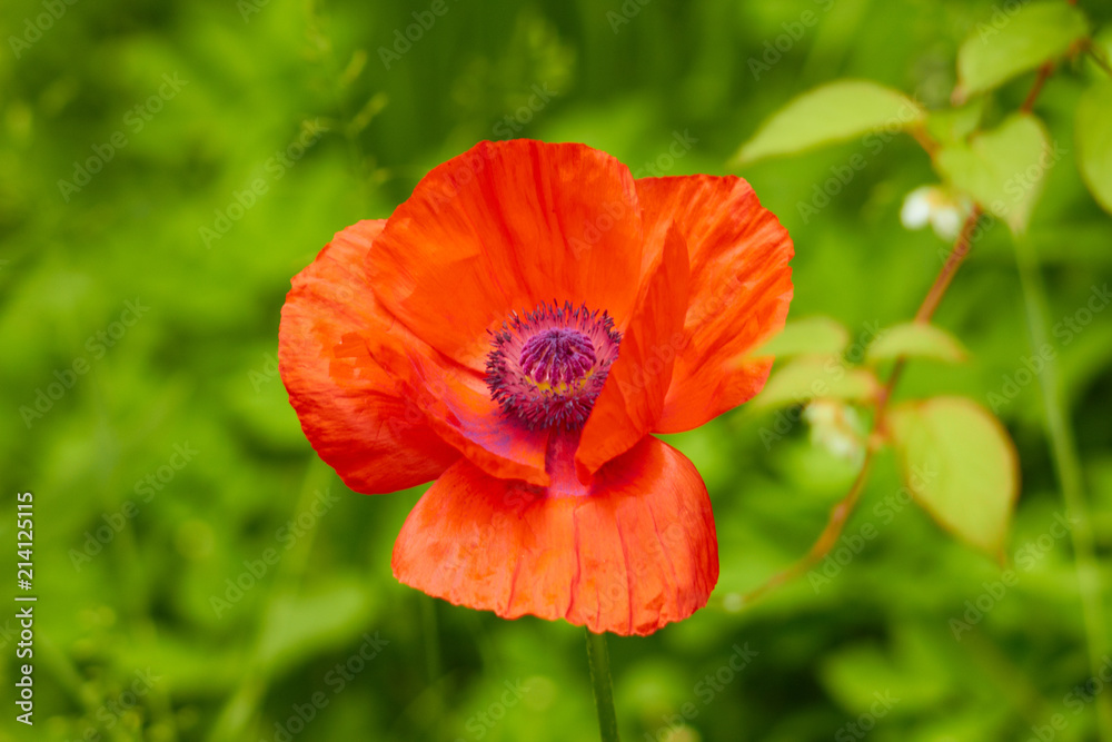 red flower red flower
