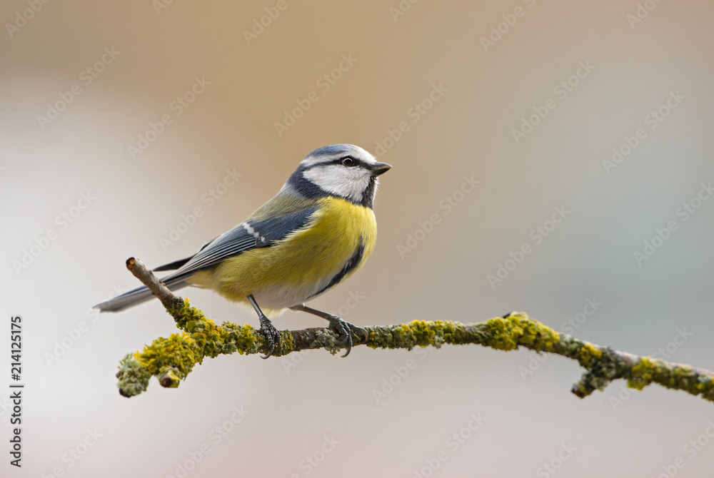 Obraz premium Blue Tit - Parus caeruleus, beautiful colored perching bird from European forests and gardens.