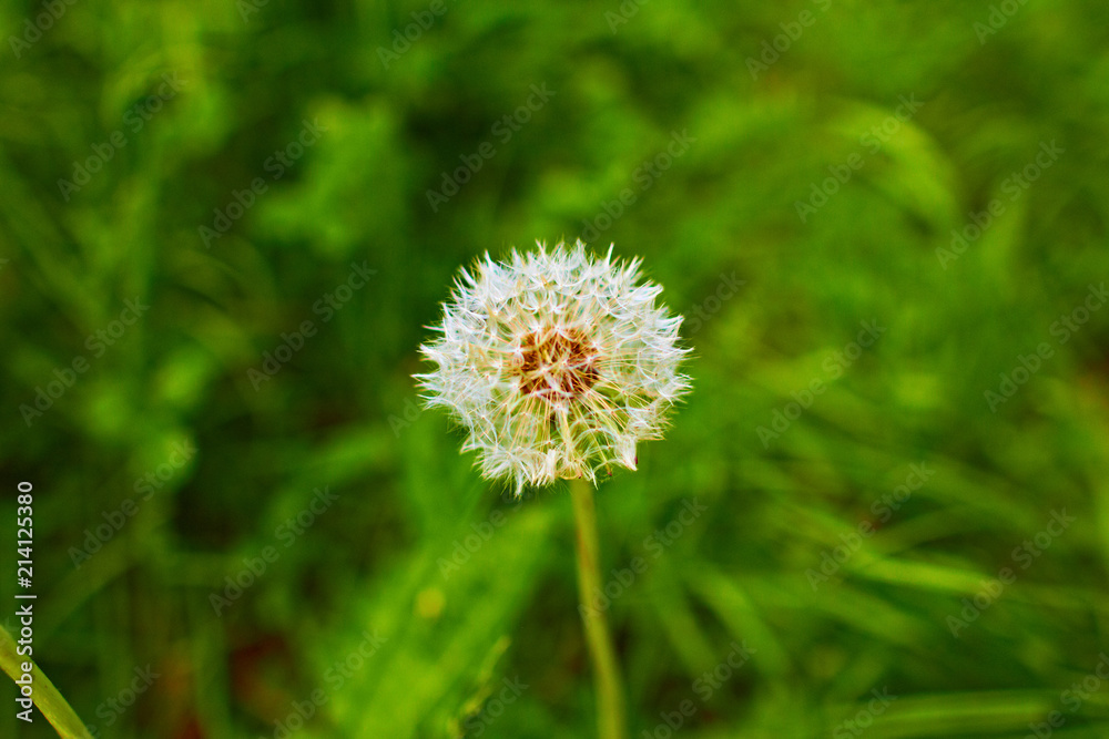 dandelion which is faded and partly the seeds flew away dandelion which is faded and partly the seeds flew away