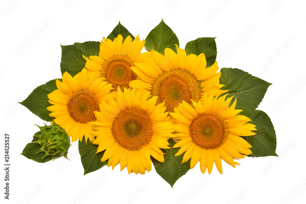 Obraz premium Flower arrangement sunflower bouquet with leaves isolated on white background. Agriculture, farmer. Beautiful still life floral. Seeds and oil. Flat lay, top view
