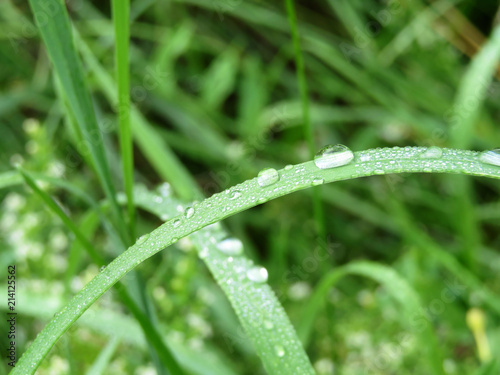 Morning dew drops on a blade of grass. Water drops glittering in sunlight on green grass, freshness concept