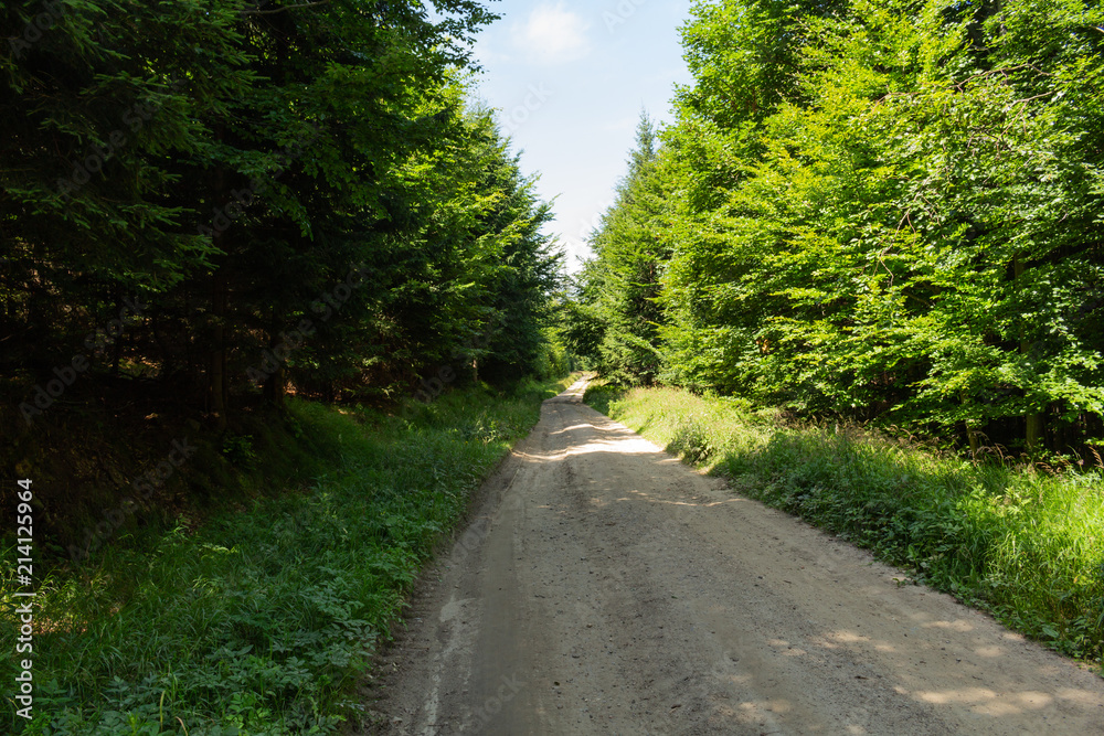Cycling in Nature Forest on a rainy day. Road in Forest nature. Green forest road. Nature. Road. Natural environment. Cycling in Nature Forest on a rainy day. Road in Forest nature. Green forest road. Nature. Road. Natural environment.
