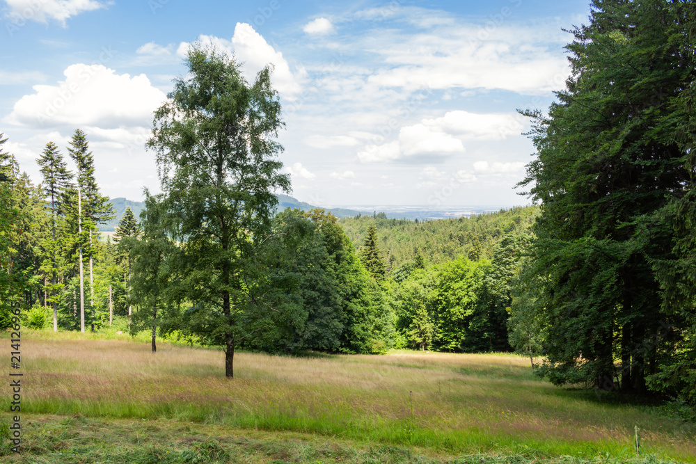 Fototapeta premium Forest with the last of the sun shining through the trees.