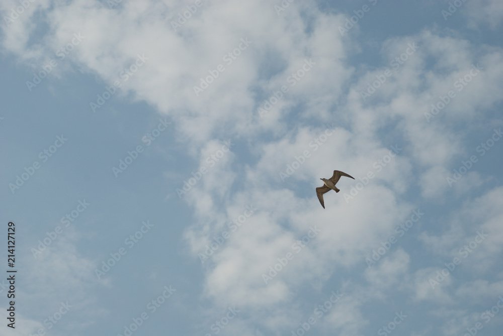 Flight of a bird in the sky