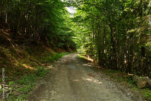 Sunshine forest trees. Sun through green forest nature. Forest in light. Summer forest. Tranquility of green forest nature