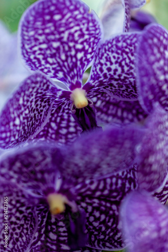 Closeup of a bright purple Vanda orchid