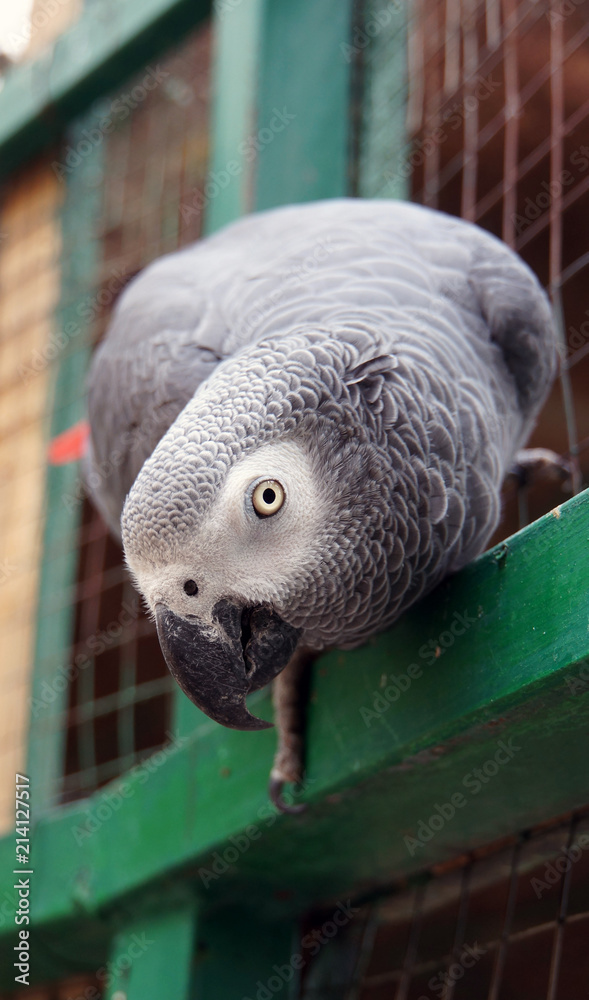 Obraz premium Peekaboo