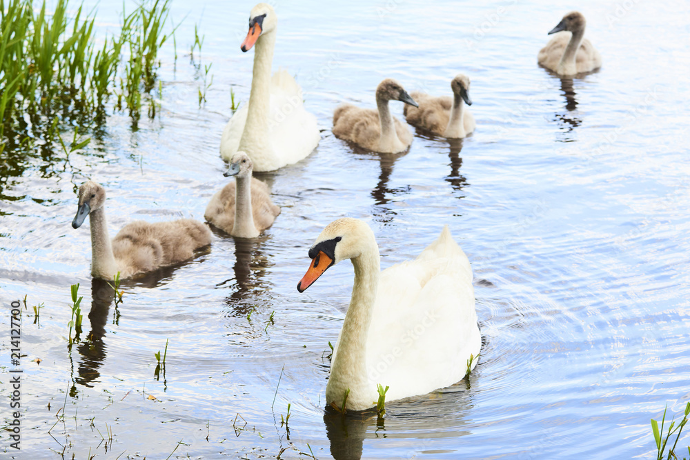 Fototapeta premium Swans family floating on the lake at sunset. Swans with nestlings. Swan with chicks. 