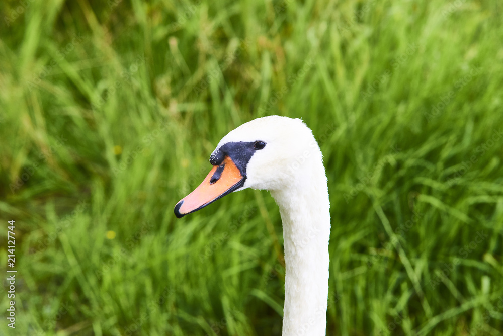 Portrait of white swan on the water lake against green grass background Portrait of white swan on the water lake against green grass background
